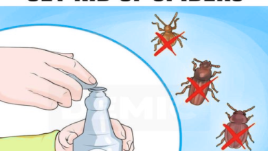 10 Unique Ways to Get Rid Of Spiders for Good Without Using Chemicals