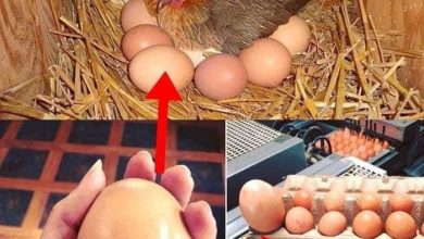 Farmer Finds Giant Egg But What Was Inside Was Even More Puzzling