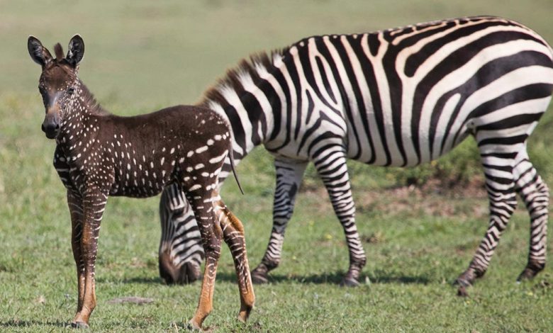 Adorably Rare Baby Zebra Was Born With Polka Dots Instead Of Stripes