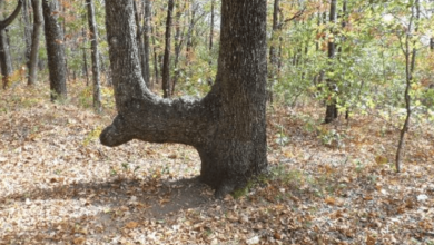 The Fascinating Tale of the Bent Trees That Guided Indigenous People2