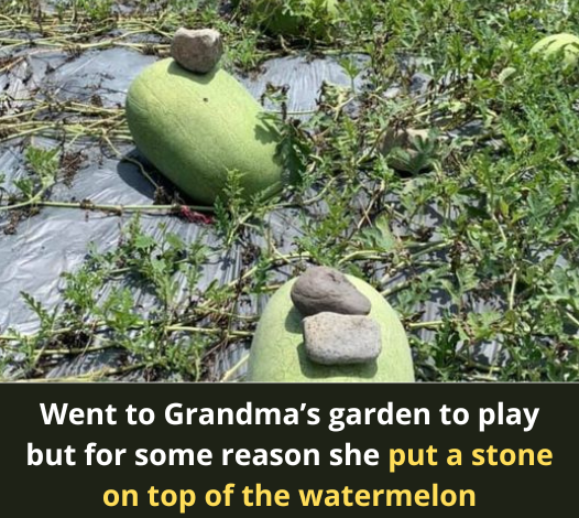 Why Do People Have To Put A Stone On Top Of A Watermelon?