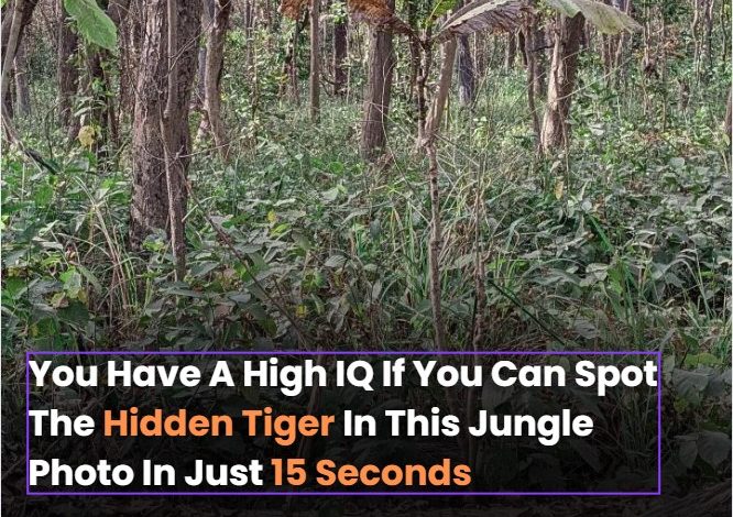 You Have A High Iq If You Can Spot The Hidden Tiger In This Jungle Photo In Just 15 Seconds888