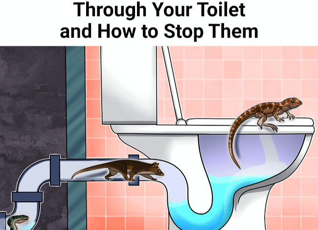 5 Creatures That Can Crawl In Through Your Toilet and How to Stop Them