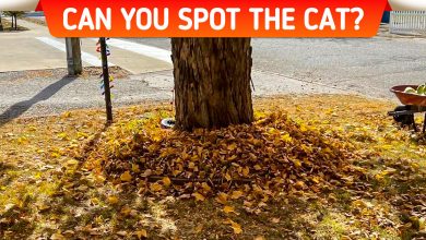 Find the Hidden Things in These Deceiving Images That Only the Sharpest Eyes Can Spot