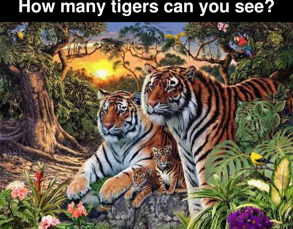 How many tigers can you see