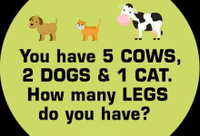 Riddle You Have 5 Cows 2 Dogs 1 Cat How Many Legs Do You Have