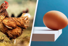 Scientists Say Theyve Finally Discovered What Came First The Chicken Or The Egg