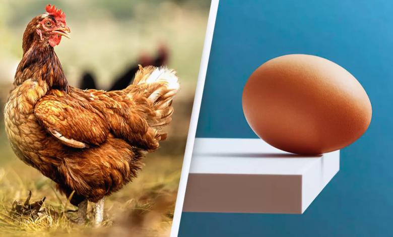 Scientists Say Theyve Finally Discovered What Came First The Chicken Or The Egg