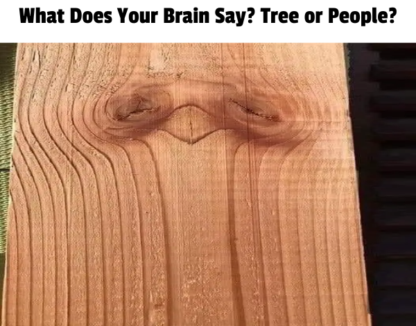 What Does Your Brain Say Tree or People