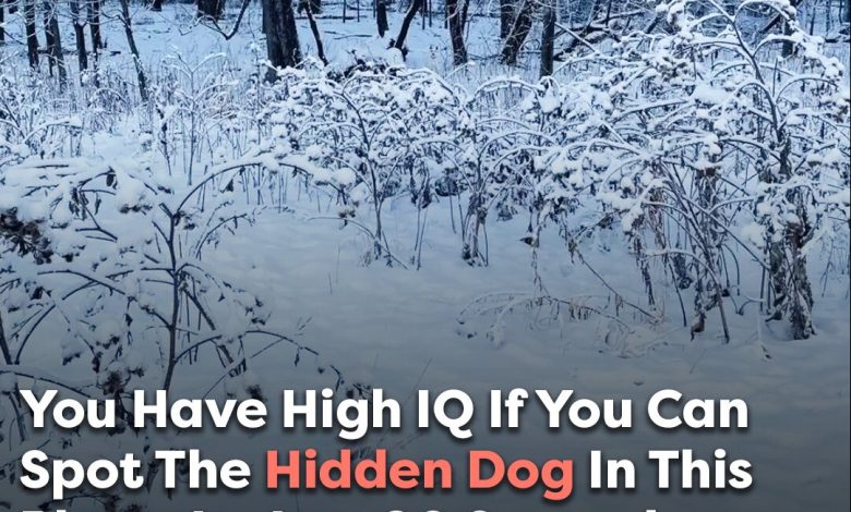 You Have A High IQ If You Can Spot The Hidden Dog In This Viral Photo Within 20 Seconds e1726470143697