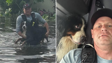 Dogs Eyes Say It All After Firefighter Rescues Him From Hurricane Milton Flood