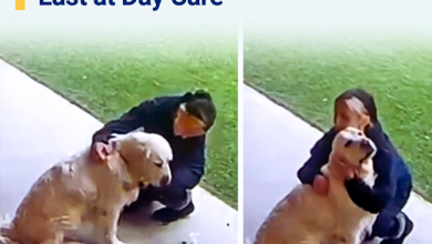 Golden Retrievers Reaction Melts Hearts After Being Left Last at DayCare