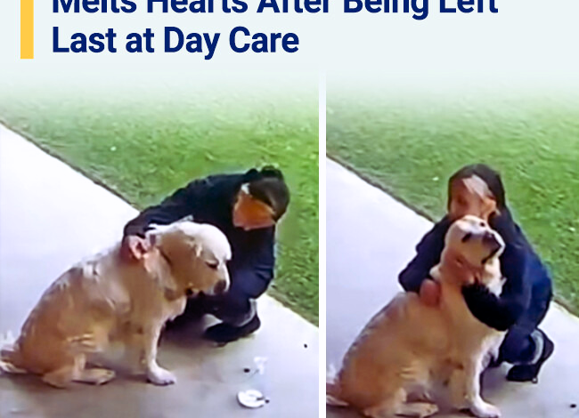 Golden Retrievers Reaction Melts Hearts After Being Left Last at DayCare