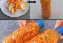 Harnessing the Power of Citrus Peels and Vinegar for Eco