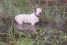 Heartbreaking footage of abandoned dog left tied to fence during Hurricane Milton has people outraged2