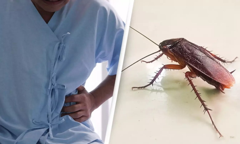 Man Complaining Of Indigestion Discovered He Had Live ThreeCentimeter Cockroach In His Intestines2