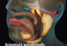 Scientists Accidentally Discovered A Whole New Organ In The Human Body