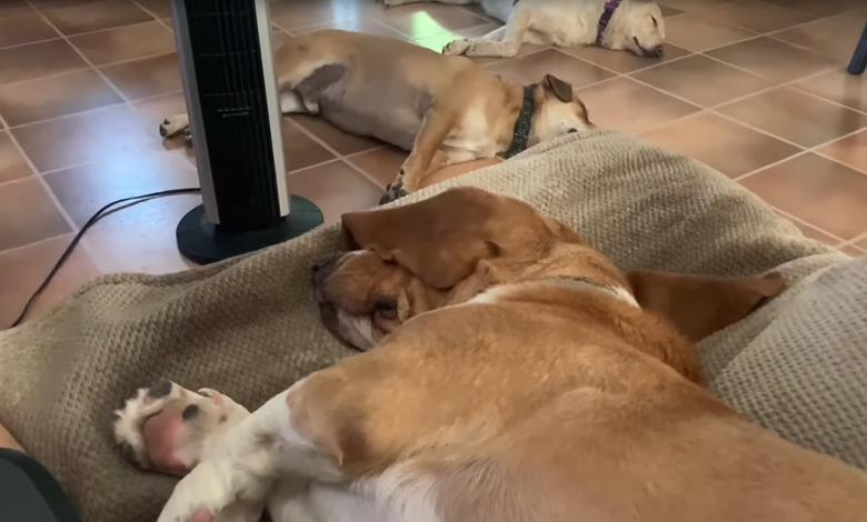 Sleeping Dogs Have JawDropping Reaction When Their Dad Whispers